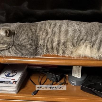 Foto 1/1 Tigrou Chat perdido en Aulnay sous bois