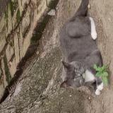 Foto del gato perdido en Chicago