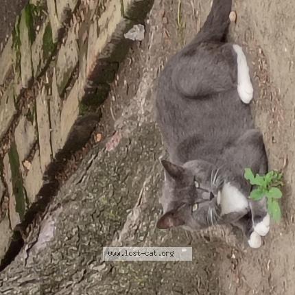 Foto 1/1 Bobo Chat perdido en Chicago