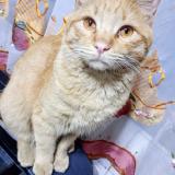 Foto del gato perdido en Guaymallen