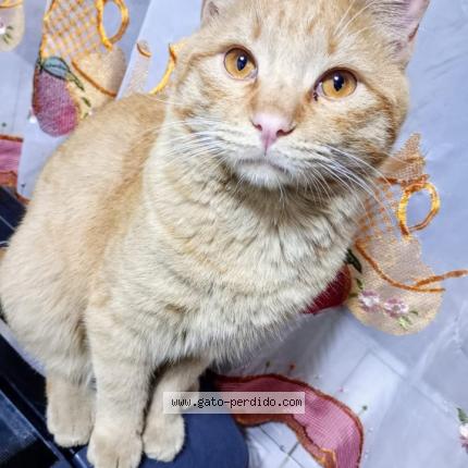 Foto 1/1 Lolo Chat perdido en Guaymallen