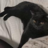 Foto del gato perdido en Tuscon