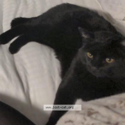 Foto 1/1 Maha Shiva Chat perdido en Tuscon