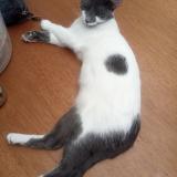 Foto del gato perdido en Bogota