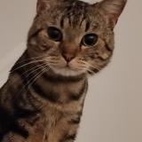 Foto del gato perdido en Colombes 92