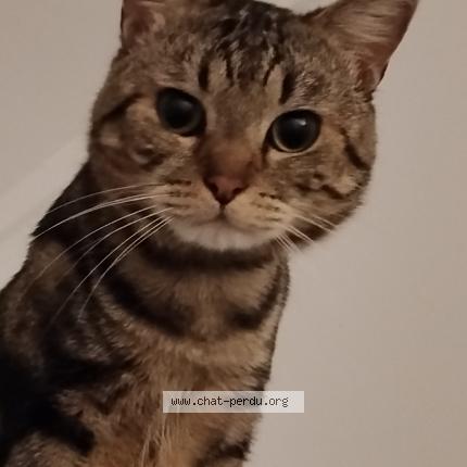 Foto 1/1 Tigrou Chat perdido en Colombes 92