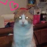 Foto del gato perdido en Latrobe