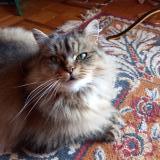 Foto del gato perdido en Bort Les Orgues