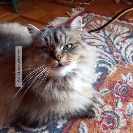 Foto 1/1 Fripouille Chat perdido en Bort les orgues