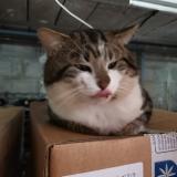 Foto de gato encontrado en Wizernes