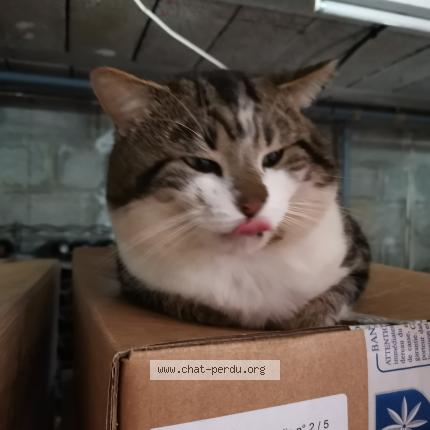 Foto 1/1 Gato encontrado Encontrado en Wizernes