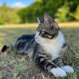 Foto del gato perdido en Le Taillan Medoc