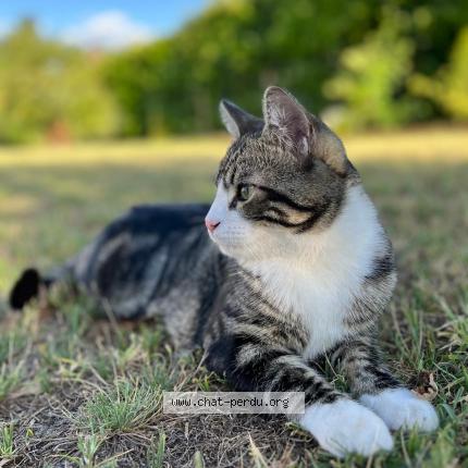 Foto 1/1 Yuki Chat perdido en Le taillan medoc