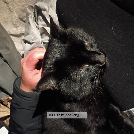 Foto 1/1 Freddie Chat perdido en Tacoma