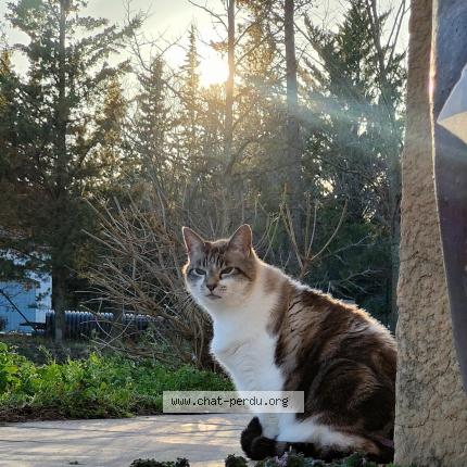 Foto 1/1 Pachat Chat perdido en Maureillas las illas