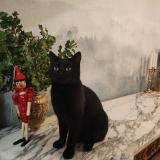 Foto del gato perdido en Deuil La Barre