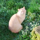 Foto de gato encontrado en Corcoue Sur Logne