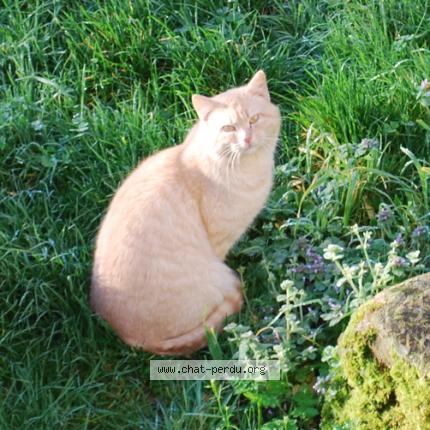 Foto 1/1 Gato encontrado Encontrado en Corcoue sur logne