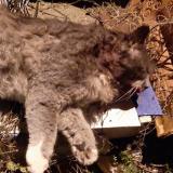 Foto de gato encontrado en St Gervais