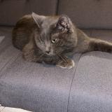 Foto del gato perdido en Viels Maisons