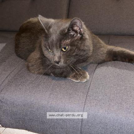 Foto 1/1 V douze Chat perdido en Viels maisons