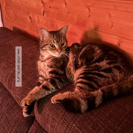 Foto 1/1 Gato encontrado Encontrado en Montfermeil