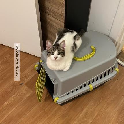 Foto 1/1 Chanel Chat perdido en La celle saint cloud