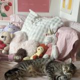 Foto del gato perdido en Bordeaux