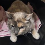 Foto de gato encontrado en Clamart