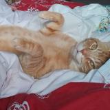 Foto del gato perdido en Blackburn