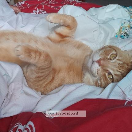 Foto 1/1 Weasley Chat perdido en Blackburn