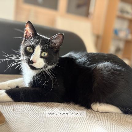 Foto 1/1 Mau&iuml; Chat perdido en Loubeyrat