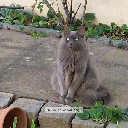 Foto 1/1 Gato encontrado Encontrado en Nimes