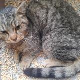 Foto de gato encontrado en Houilles