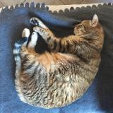 Foto del gato perdido en Les Martres D Artiere