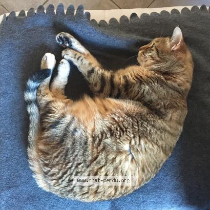 Foto 1/1 Maya Chat perdido en Les martres d artiere