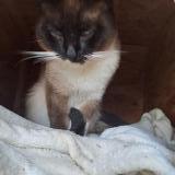 Foto de gato encontrado en St Pey De Castets