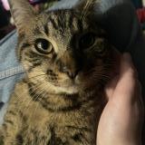 Foto del gato perdido en Martigues