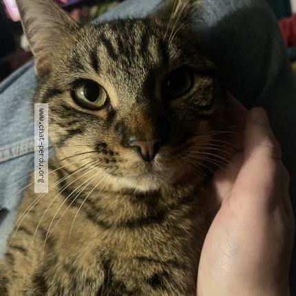 Foto 1/1 Sky Chat perdido en Martigues