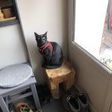 Foto del gato perdido en Seyssinet Pariset