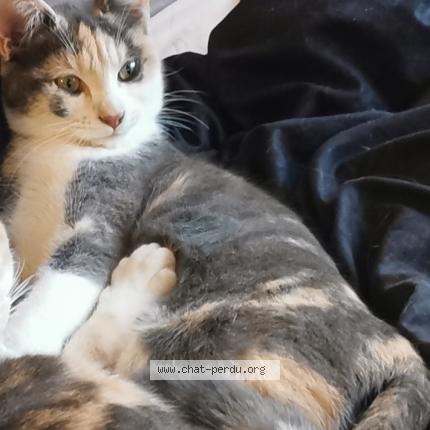 Foto 1/1 Lagriz Chat perdido en Prades 66500