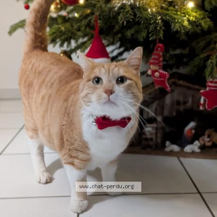 Foto 1/1 Eliot Chat perdido en Kembs