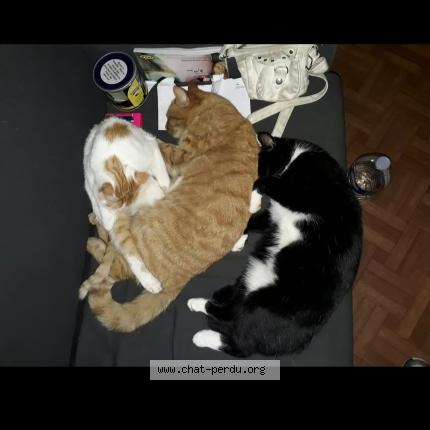 Foto 1/1 Petit prince Chat perdido en Courcelles