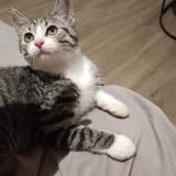 Foto del gato perdido en Aubagne