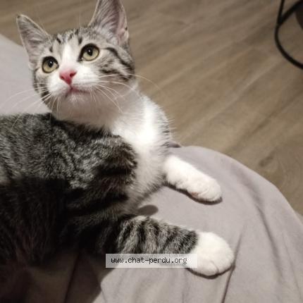 Foto 1/1 Nala Chat perdido en Aubagne