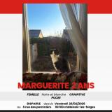 Foto del gato perdido en Chatenois Les Forges