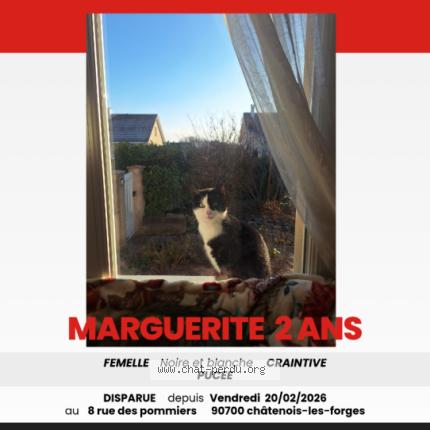 Foto 1/1 Marguerite Chat perdido en Chatenois les forges