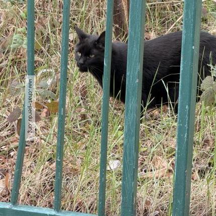 Foto 2/2 Gato encontrado Encontrado en Boulogne billancourt
