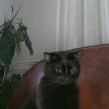 Foto del gato perdido en Toulon