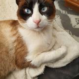 Foto del gato perdido en Simiane Collongue